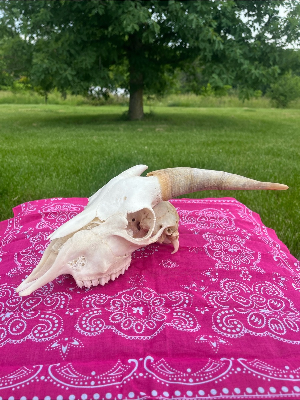 Goat Skull with Original Horns - Animal Bones - Taxidermy - Blue Bandana - Picture 3 of 11